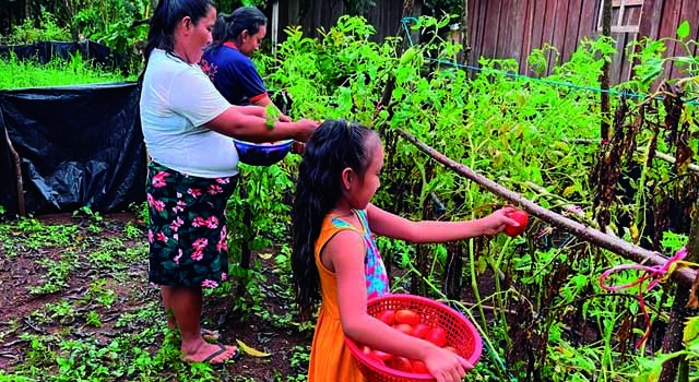 GUATEMALA_HUERTOS TRASPATIO2.jpg